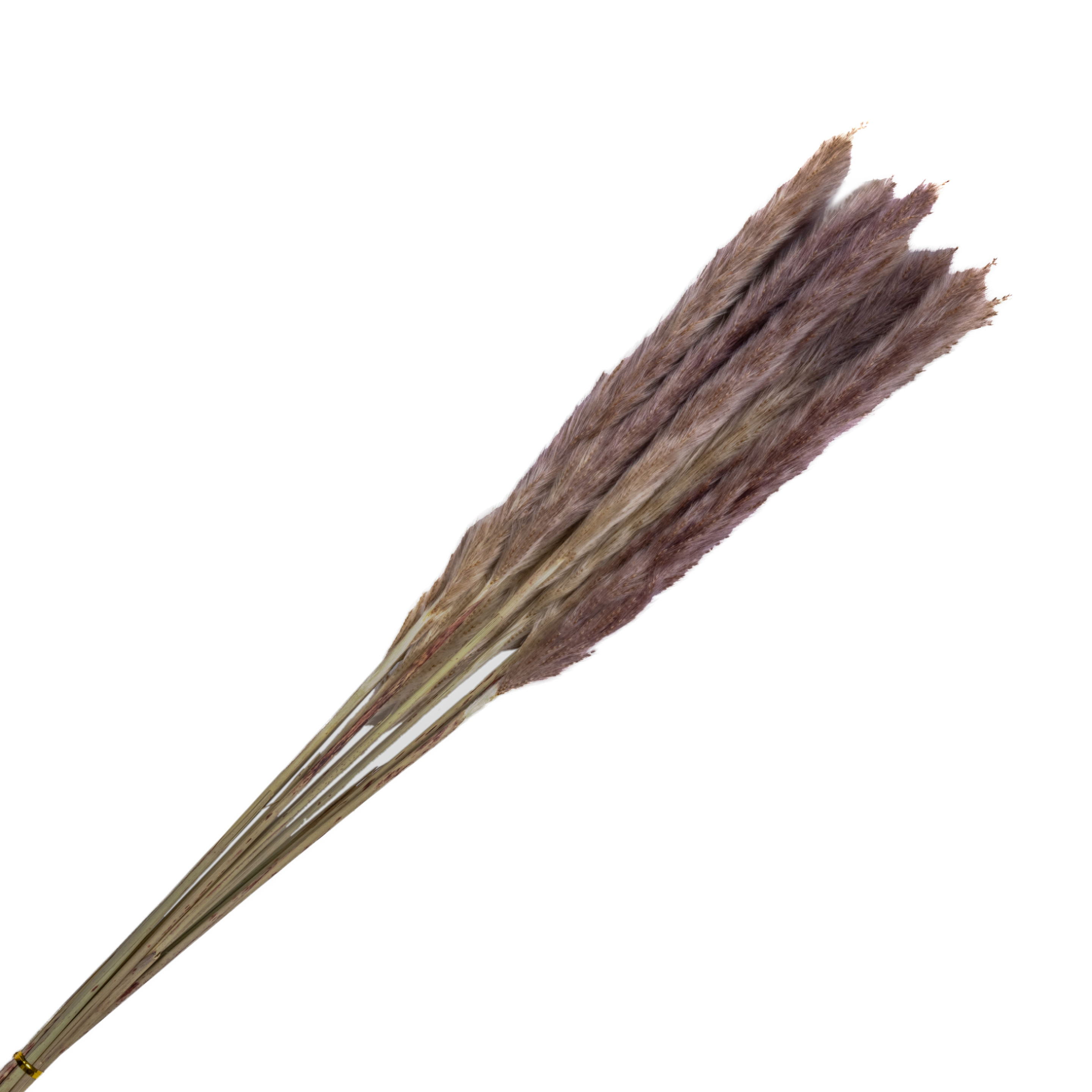 Dry small reed bundle, 10pcs